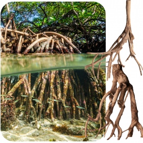 Red Mangrove Root M